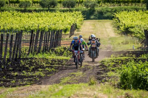 MonseliceRosa24 press-27